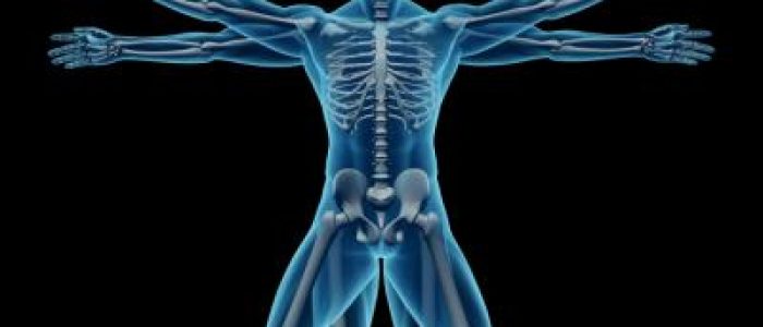 Anatomia Anatomia